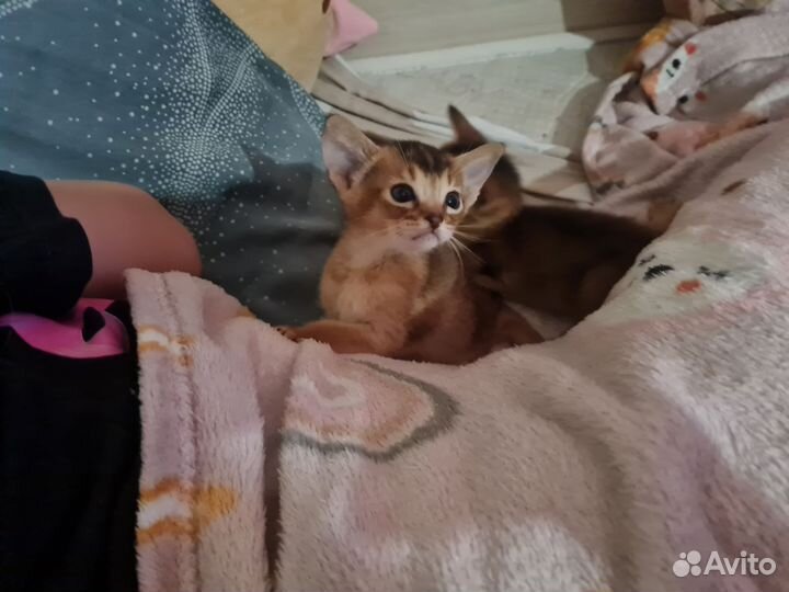 Абиссинские котята
