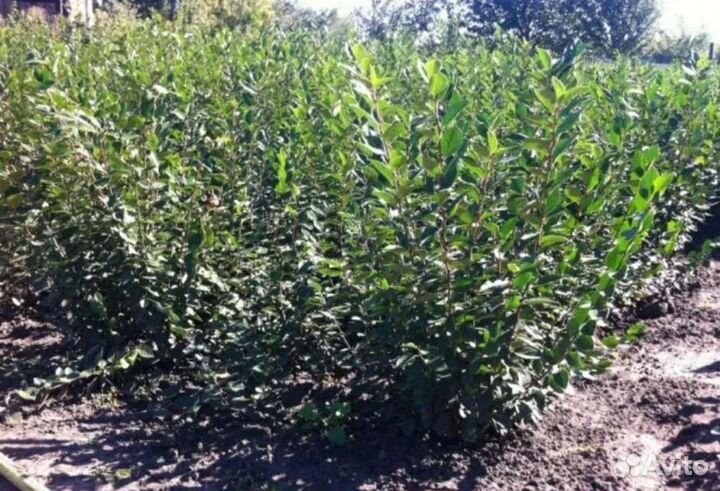 Кизильник блестящий