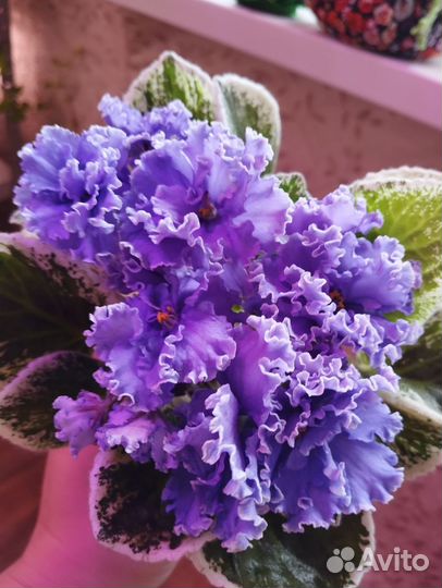 Цветущая фиалка