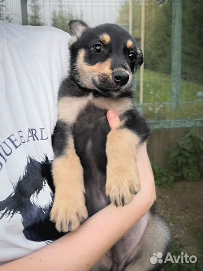 Очаровательный щенок в добрые руки даром