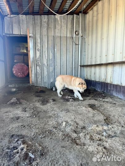 Сибирский хаски