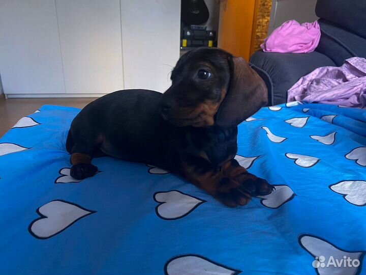 Карликовая такса щенки