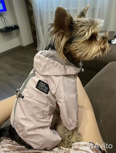 Костюм для собаки