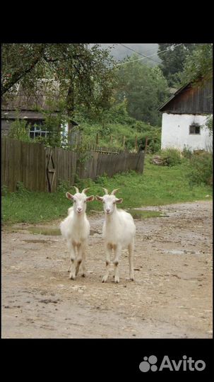 Продаются козы