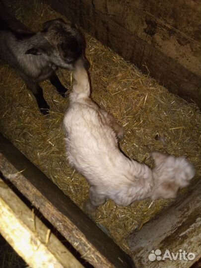 Козлятушки