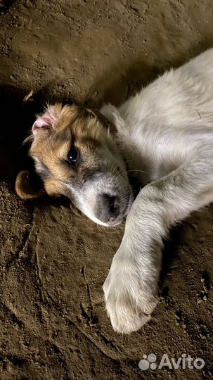 Добрая собака