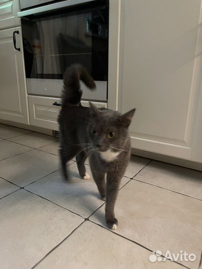 Найдена кошка