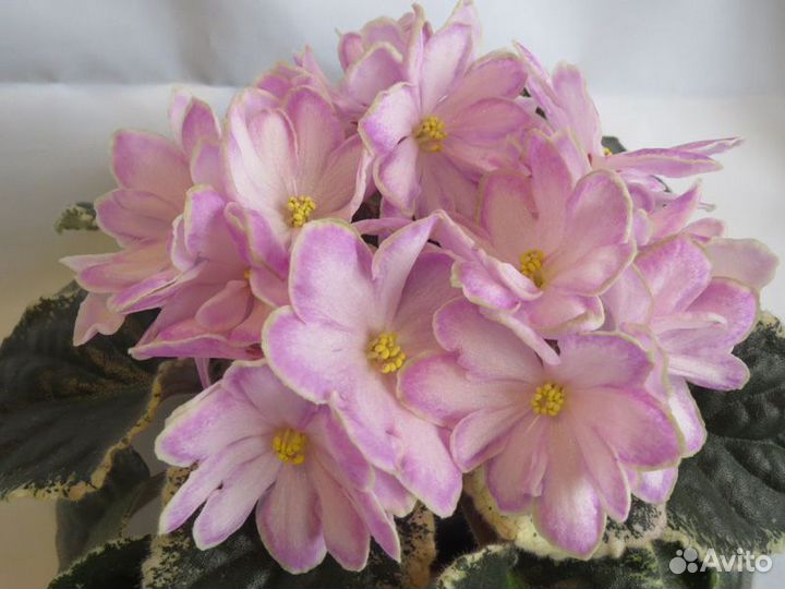 Фиалка сортовая рс Единственная, рс Дракула