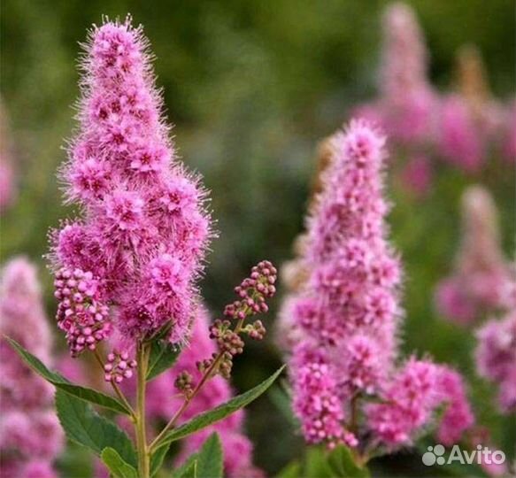 Роза парковая Васагейминг, спирея Билларда