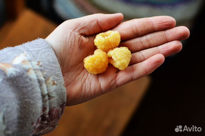 Разные саженцы