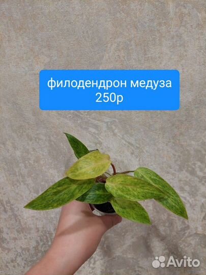 Филодендрон виолин и другие