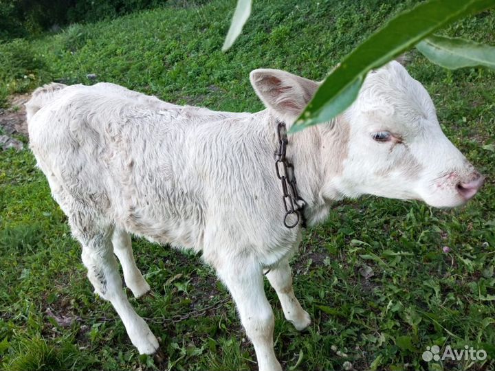 Телка 2 месяца