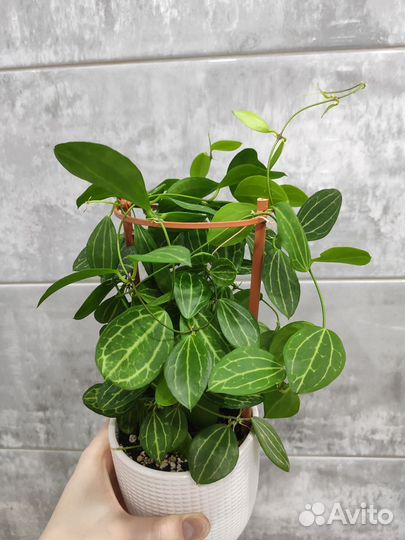 Дисхидия Овата