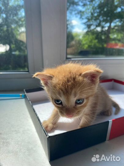 Котенок в хорошие руки