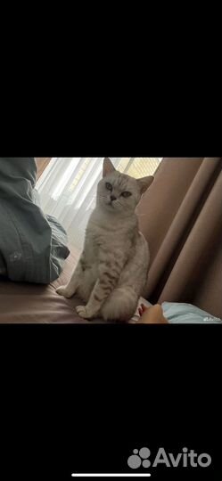 Британская шиншилла