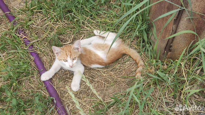 Котята в добрые руки,бесплатно