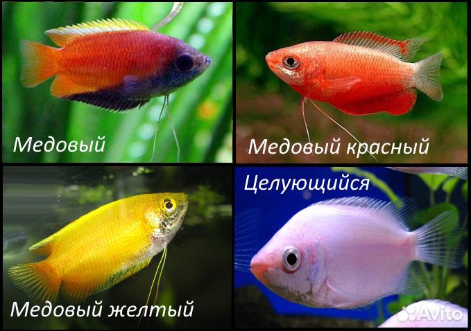 Гурами 12 видов - Аквасалон Дискус