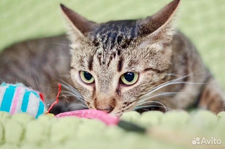 Финик в добрые руки