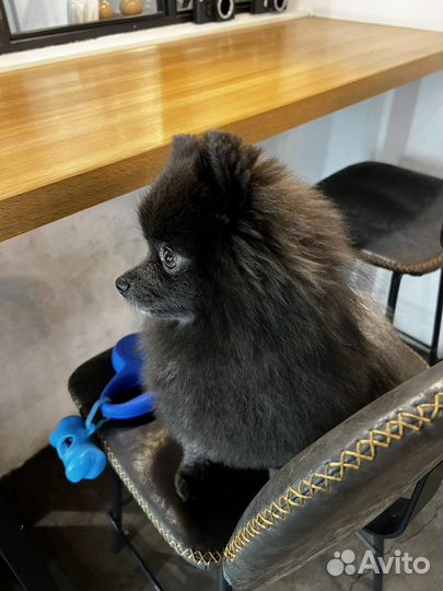 Собака для фотосессии