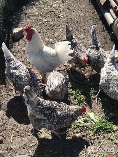 Яйцо куриное(Пушкинская порода)на инкубацию и еду)