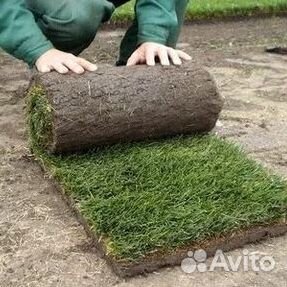 Рулонный газон
