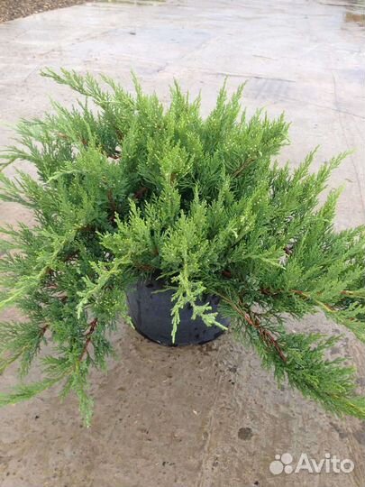 Можжевельник казацкий