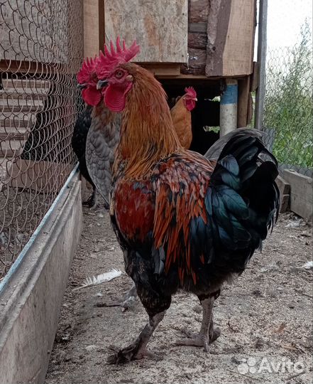 Петухи