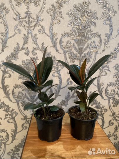 Фикус эластика робуста