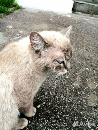 Кот с улицы в добрые руки