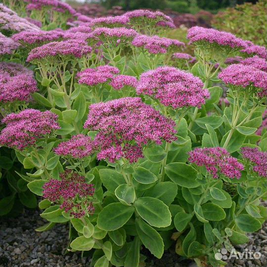 Очиток видный