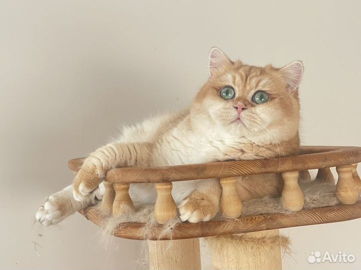 Британский котик