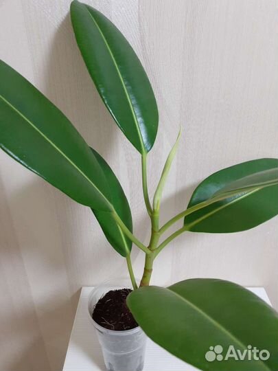 Фикус мещанский