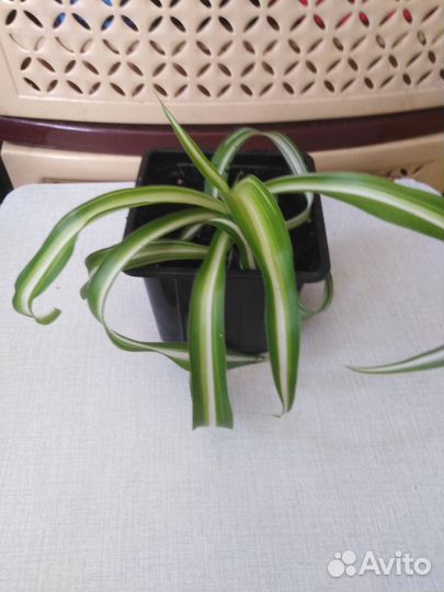 Комнатные цветы и их отростки