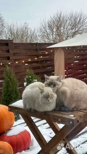 Котята ищут дом