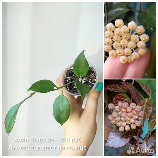 Хойя, разные сорта