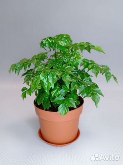 Радермахера