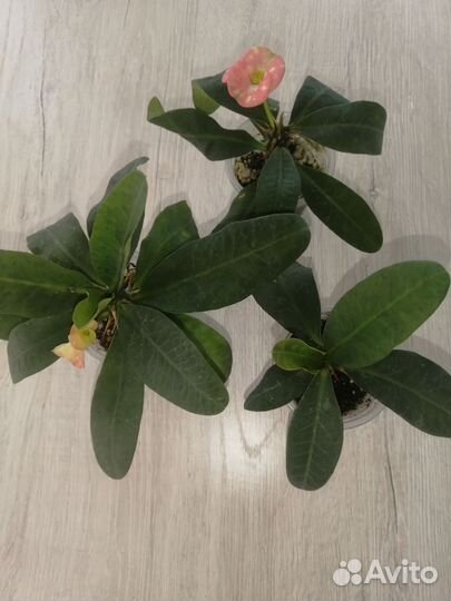 Комнатные цветы