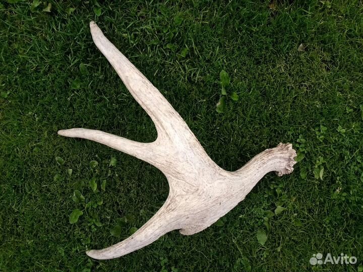 Рога лося 3 кг