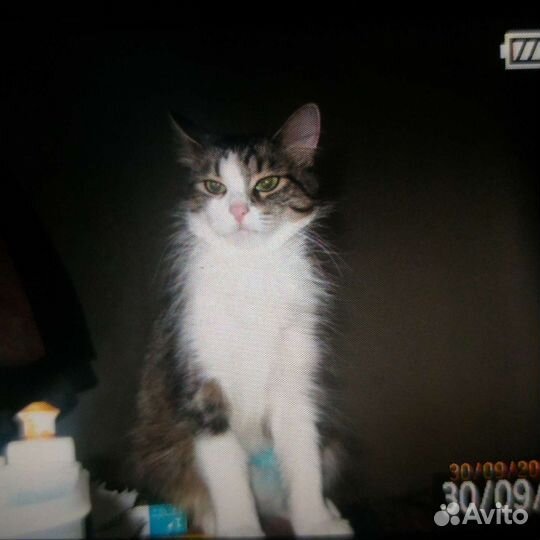 Кошечка Буся