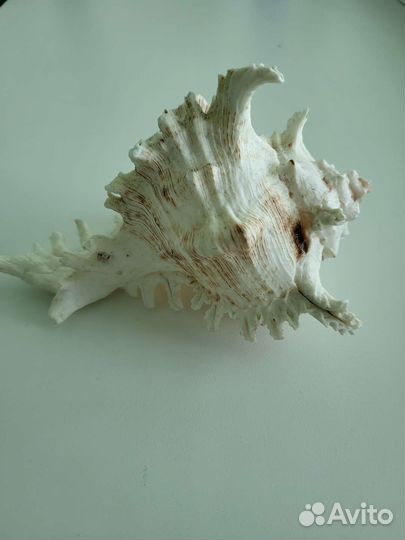 Большая морская раковина