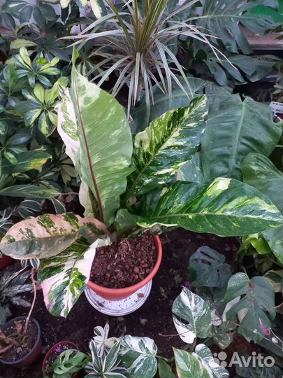 Антуриум вариегатный