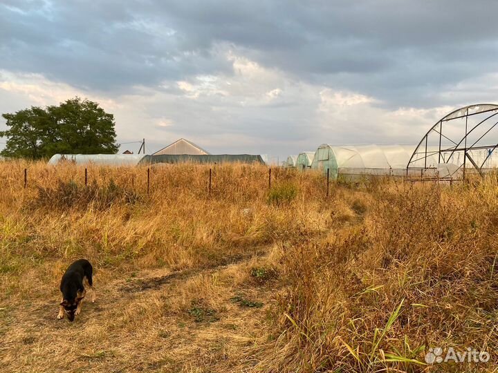 Сдам в аренду теплицы и поле