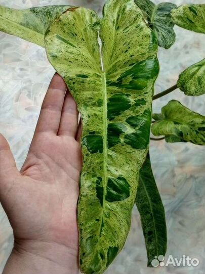 Филодендрон параисо верде