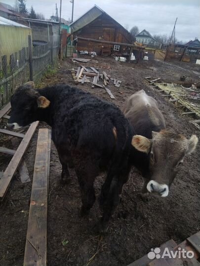 2бычка на откорм