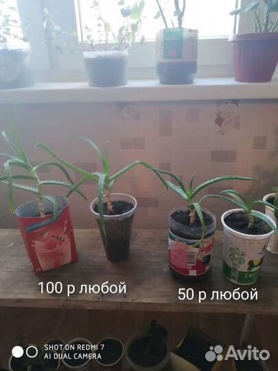 Золотой ус, индийский лук