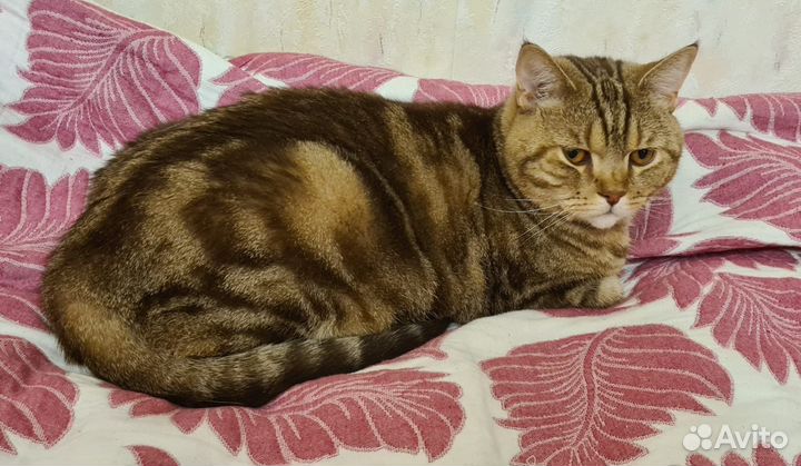 Шотландец в добрые руки