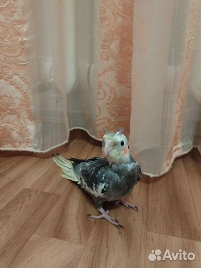Попугай корелла птенец