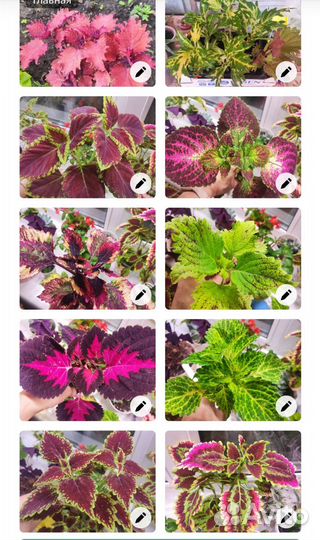 Комнатные цветы