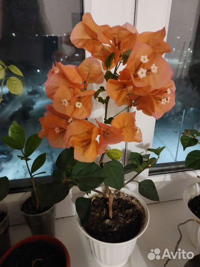 Бугенвиллия и др. цветы