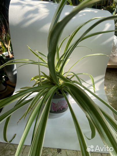 Хлорофитум